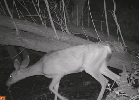 Area Wildlife Focus of Critter Cam Project