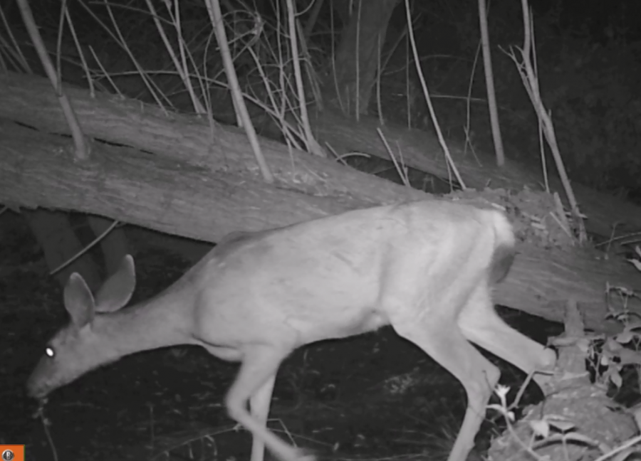 A deer passes by one of the critter cameras.