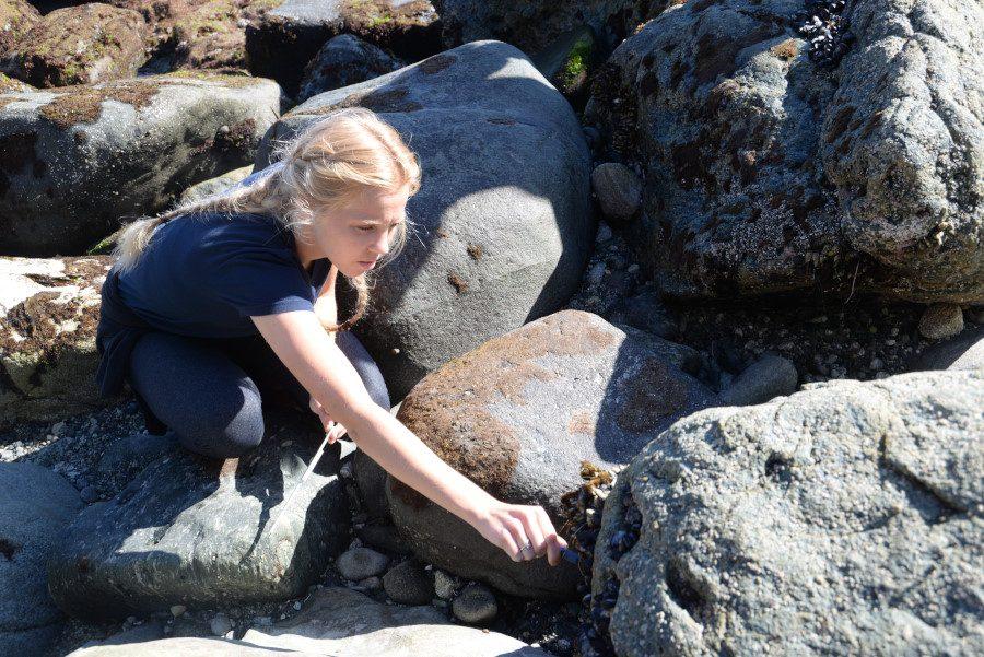 Senior Natalie Blackwelder measures Owl Limpets with one of three groups during an AP Environmental Science trip to collect data for Ocean Institute to check on the receding population. 