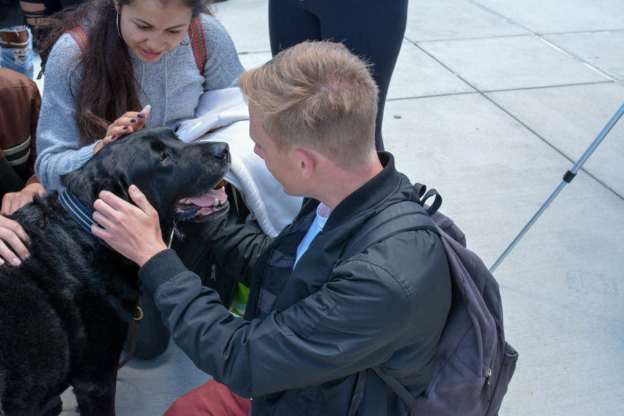 Students came to the upper quad at lunch on May 28 to pet therapy dogs Irish and Swagger. 