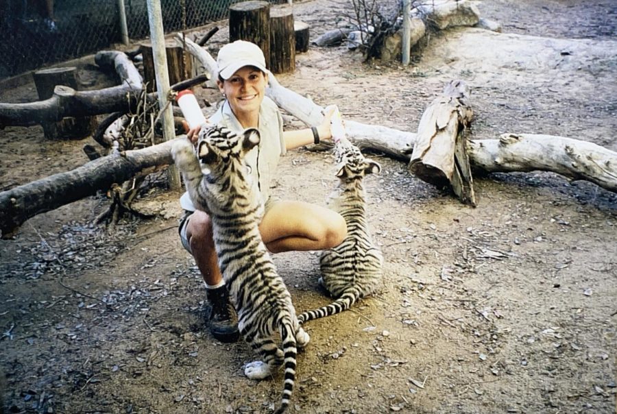 Erin Rickert, AP biology and anatomy/physiology teacher, bottle-feeds two white bengal tigers. When she worked as a zookeeper, Rickert would often hand-raise animals, including the baby tigers pictured. 
