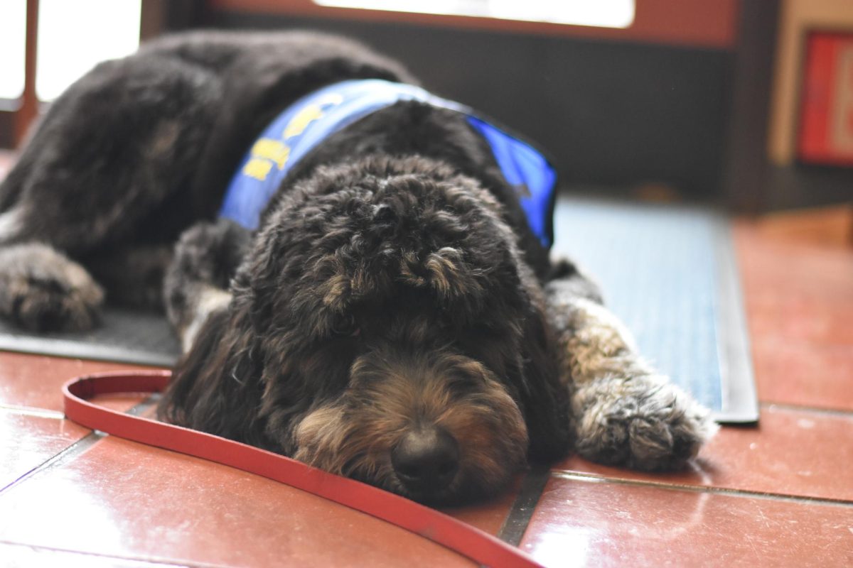  Bodie, the school service dog, takes a well deserved rest in the office. He is a new and friendly addition to the SJHHS campus and is available to help any student in need.