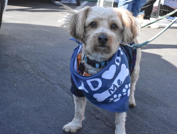 Six-year-old Bob shows off an adorable blue “adopt me” bandana to let prospective families know of his availability. He recently made his debut at an adoption event with San Juan Hills’ own Promise for Paws foundation alongside several other dogs. 
