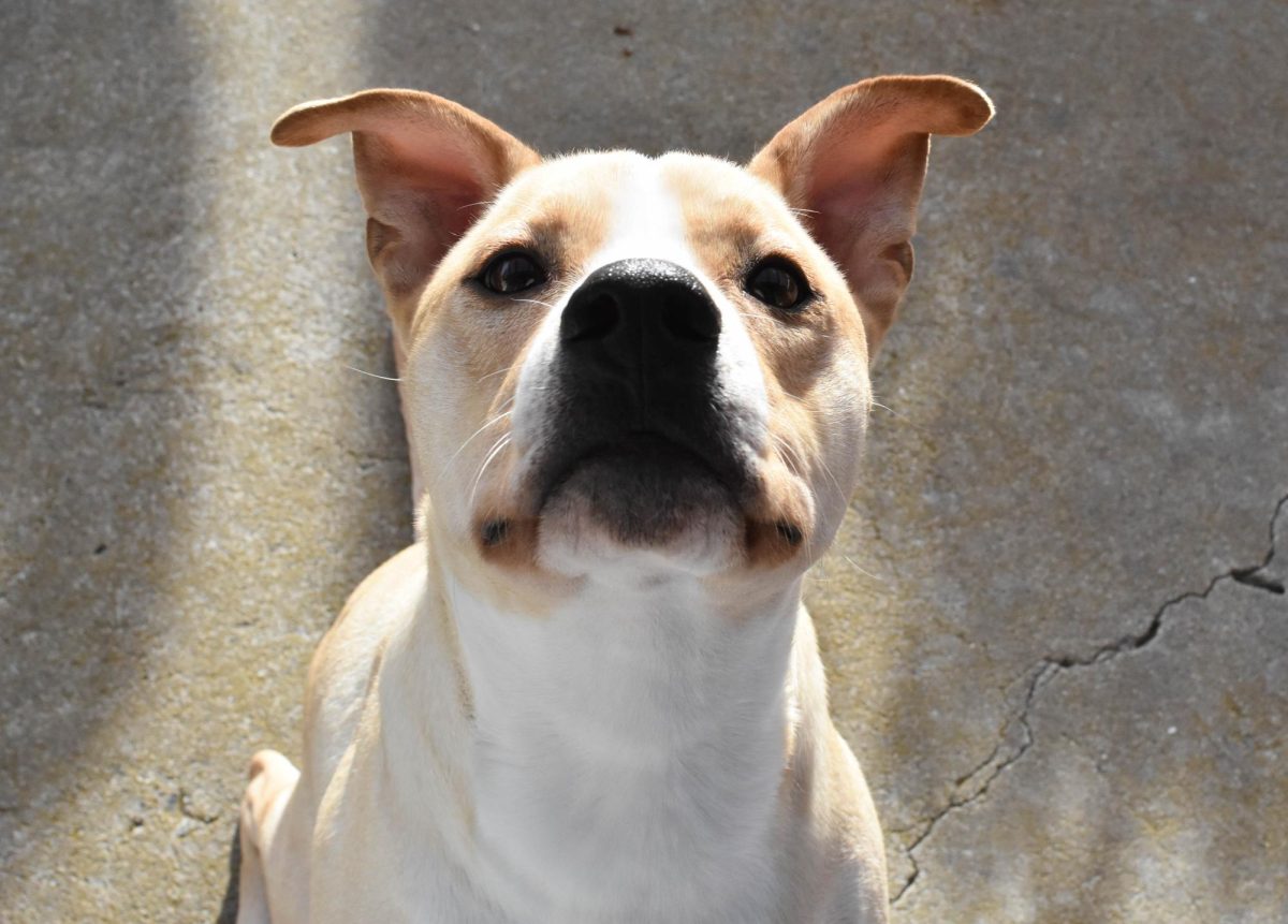 Promise for Paws alumni Hooper went home at just ten weeks old, now happily living at the beach. Always bursting with love and joy, he serves as proof that taking in a shelter dog can boost overall happiness and change families for the better. 
