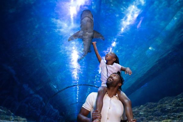 A family strolls through the shark tunnel at Sea World's new Shark Encounter immersive experience.
